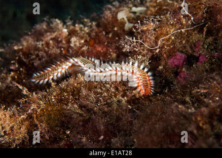 Bärtige Fireworm (Hermodice Carunculata), in der Nähe von Santa Maria, Azoren, Atlantik, Portugal Stockfoto