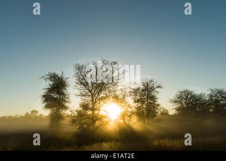 Sunrise, Bäume im Morgenlicht, Krüger Nationalpark, Südafrika Stockfoto