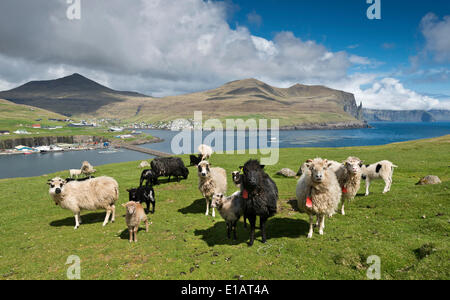 Schafe, Vágar, Faroer Inseln, Dänemark Stockfoto