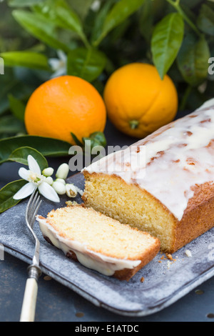 Orange Nieselregen Kuchen auf Metall Gartentisch mit Orangen und Orangenblüten mit Orangenbaum im Hintergrund. Stockfoto