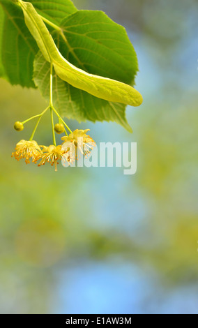 Linden-Blüten am Baum im Frühling Stockfoto