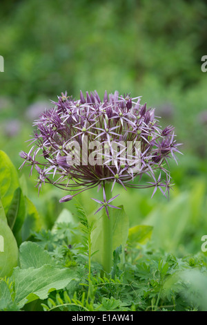 Galtonia candicans Blume. Star von Persien. Stockfoto