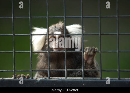 Ein süß und klein Weißbüschelaffe, Callithrix Jacchus auf Zoo Käfig Stockfoto