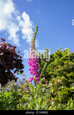 Digitalis Purpurea. Fingerhut Blume in einem englischen Garten Stockfoto