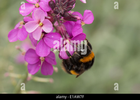 Buff tailed Bumble Bee Königin, Bombus Terrestris auf rosa mehrjährige Mauerblümchen (7 von 8) Stockfoto
