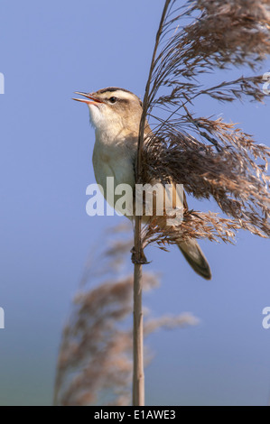 Schilfrohrsänger Acrocephalus Schoenobaenus, Dümmerlohhausen, Landkreis Diepholz, Niedersachsen, Deutschland Stockfoto