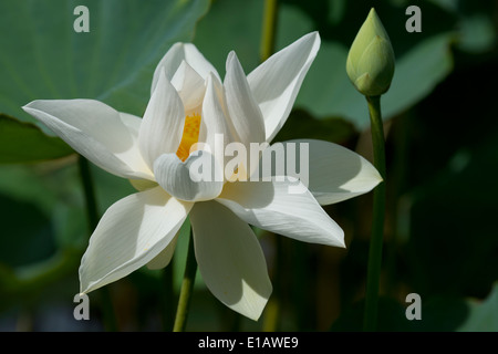 Eine weiße Lotusblume (Nelumbo Nucifera) am Seewoosagur Ramgoolam Royal Botanical Garden, Pamplemousses, Mauritius Stockfoto