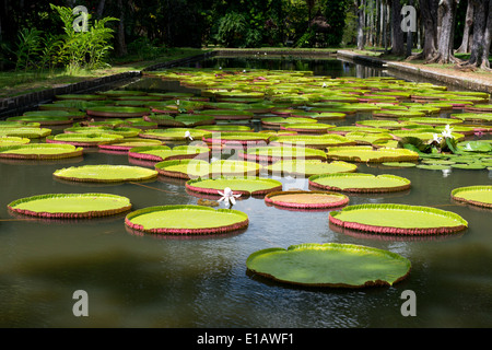 Der Lotus (Nelumbo Nucifera) Tank im The Seewoosagur Ramgoolam Royal Botanical Garden, Pamplemousses, Mauritius Stockfoto