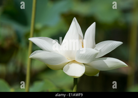 Lotus (Nelumbo Nucifera) im The Seewoosagur Ramgoolam Royal Botanical Garden, Pamplemousses, Mauritius Stockfoto