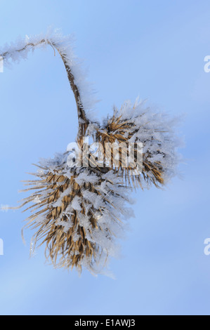 Raureif, Landkreis Vechta, Niedersachsen, Deutschland Stockfoto