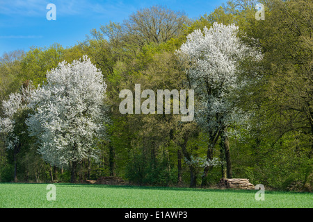 blühenden Kirschbaum am Rande von einem Wald, Landkreis Vechta, Niedersachsen, Deutschland Stockfoto