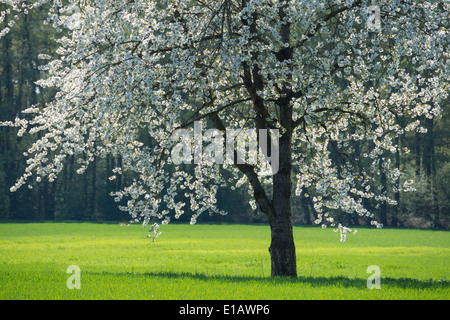 blühender Kirschbaum, Landkreis Vechta, Niedersachsen, Deutschland Stockfoto
