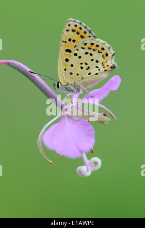 rußiger Kupfer (Lycaena Tityrus), germany Stockfoto