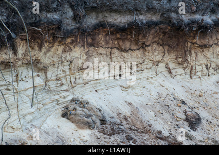 junge eurasische-Uhu, Bubo Bubo, Deutschland Stockfoto