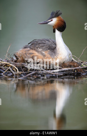 Great crested Grebe mit Küken, Podiceps Cristatus, Niedersachsen, Deutschland Stockfoto