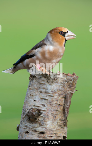 Kernbeißer Coccothraustes Coccothraustes, Landkreis Vechta, Niedersachsen, Deutschland Stockfoto