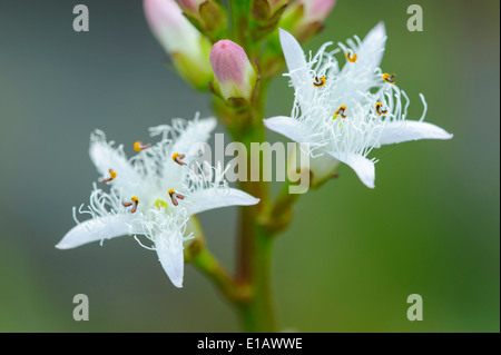 Moor-Bean, Menyanthes Trifoliata, Niedersachsen, Deutschland Stockfoto