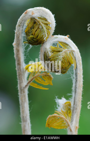 Bracken, Pteridium Aquilinum, Niedersachsen, Deutschland Stockfoto