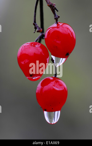 rote Beere Wayfaring Baum (Viburnum Lantana) mit Wasser Tropfen Stockfoto