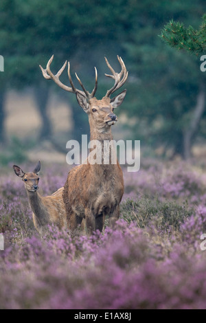 männliche Rotwild, Cervus Elaphus, Nationalpark Hoge Veluwe, Hoenderloo, Gelderland, Niederlande, Europa Stockfoto