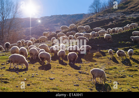 Herde der Schafe weiden auf Bergwiese in den felsigen Bergen Georgien. Caucasus Stockfoto