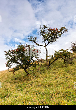 Hawthorne Büsche in Sylvandale auf die Yorkshire wolds Stockfoto