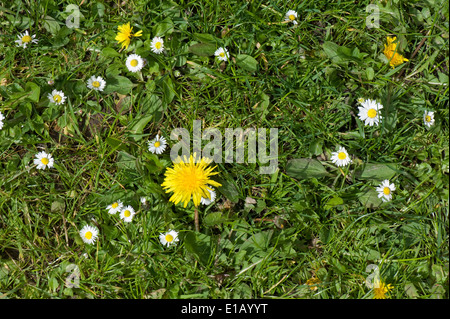 Blühenden Löwenzahn und Gänseblümchen in einem groben Garten Rasen im Frühjahr Stockfoto