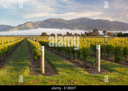 Weinberge im Morgennebel, Renwick, in der Nähe von Blenheim, Marlborough Region, Südinsel, Neuseeland, Südpazifik Stockfoto