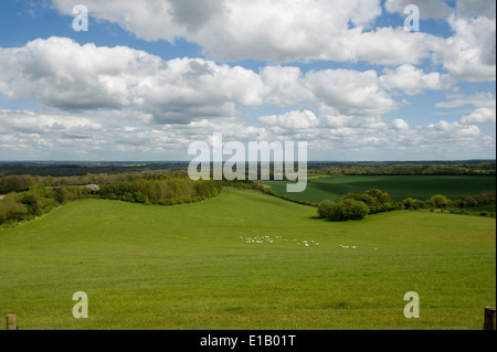 Downland Ackerland im Frühling in West Berkshire mit Feldern von Schafen, Anbau von Getreide, Wälder und Hecken Stockfoto