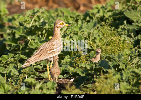 Stein, Brachvogel, eurasische Thick-knee oder eurasische Stein-Brachvogel (Burhinus Oedicnemus) mit Küken. Stockfoto