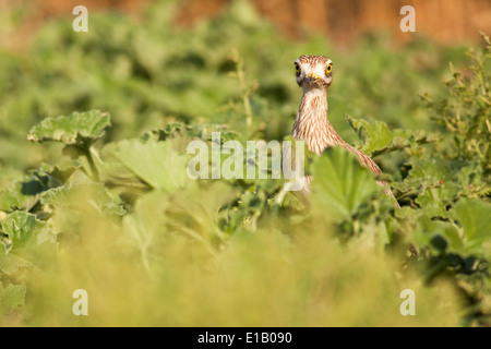 Stein, Brachvogel, eurasische Thick-knee oder eurasische Stein-Brachvogel (Burhinus Oedicnemus) mit Küken. Stockfoto