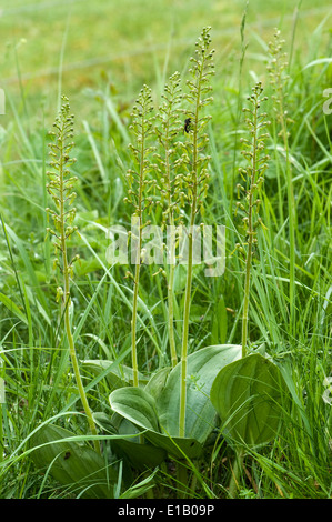 Blühende Pflanzen von der gemeinsamen Nestwurzen, Neottia Ovata, eine Orchidee stammt aus Großbritannien, europäische Länder und dem Himalaya Stockfoto
