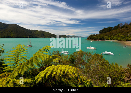 Ngakuta Bay, Queen Charlotte Sound, in der Nähe von Picton, Marlborough Region, Südinsel, Neuseeland, Südpazifik Stockfoto