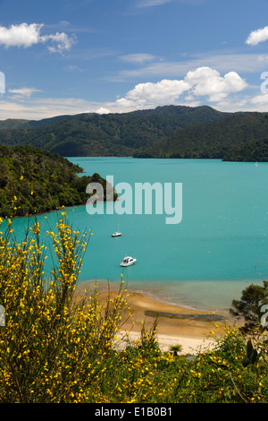 Strand am Queen Charlotte Sound, in der Nähe von Picton, Marlborough Region, Südinsel, Neuseeland, Südpazifik Stockfoto