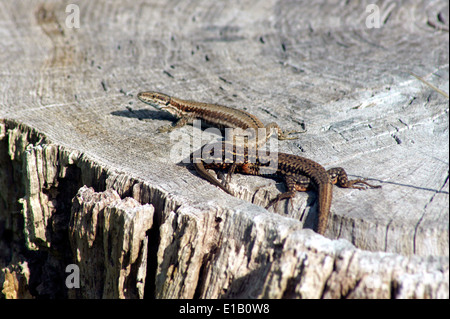 GEMEINSAMEN EIDECHSEN Stockfoto