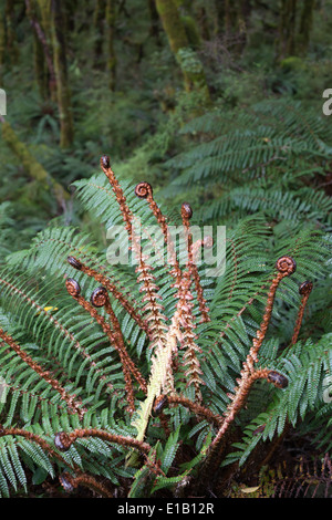 Koru spiralförmigen keimhaft Silber Farn Wedel, Fiordland-Nationalpark, Südinsel, Neuseeland, Südpazifik Stockfoto