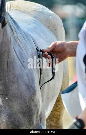 Tierarzt-Check Pferd Herzfrequenz in einem Wettbewerb Stockfoto