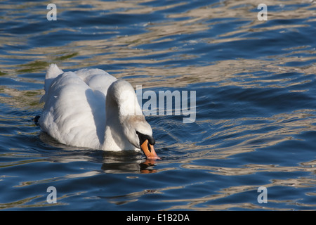 Höckerschwan aggression Stockfoto