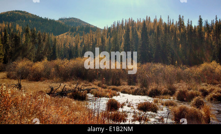 Die ELK Meadows Road und East Fork der Lolo Creek Road liegen in einer malerischen Region mit Zugang zu Freizeitaktivitäten im Freien, einschließlich Wandern und Naturerkunden. Stockfoto