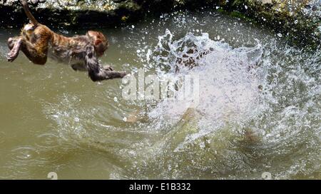 Luoyang, Henan Provinz. 29. Mai 2014. Eine Affe springt in einen Pool im Zoo von Luoyang in Luoyang, Zentral-China Henan Provinz, 29. Mai 2014. Die höchste Temperatur in Luoyang erreichte 38 Grad Celsius. © Wang Song/Xinhua/Alamy Live-Nachrichten Stockfoto