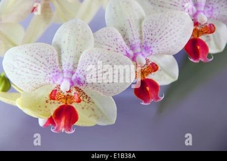 Schöne Orchidee oder Orchidaceae. Hauptsächlich weiß mit eine rote Mitte & gefleckten lila Markierungen. Stockfoto