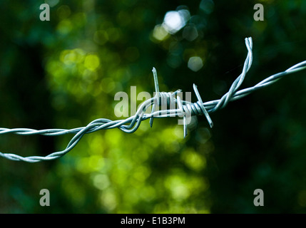 Ein close-up Studie von Stacheldraht in scharfen Relief vor einem grünen botanischen Hintergrund. Stockfoto