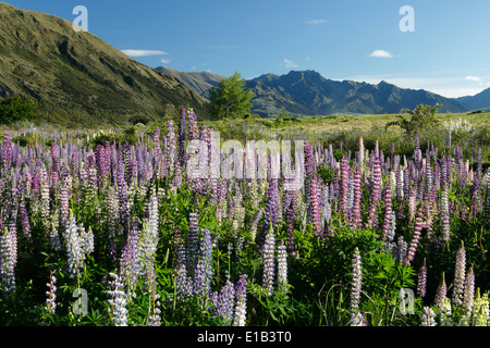 Bereich der Lupinen Stockfoto