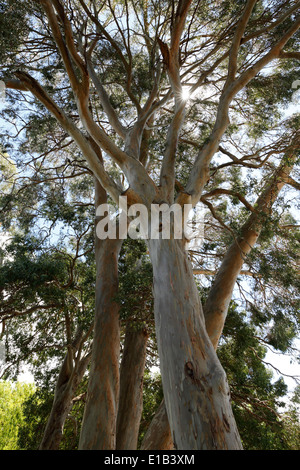Eukalyptus-Baum Stockfoto