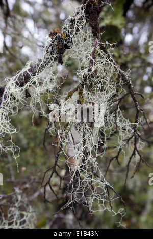 Usnea wächst auf Ast Stockfoto