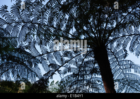 Ponga oder Silber Farn (Cyathea Dealbata) in der silhouette Stockfoto