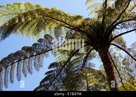 Ponga oder Silber Farn (Cyathea Dealbata) Stockfoto