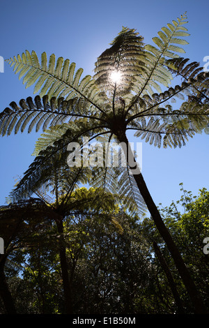 Ponga oder Silber Farn (Cyathea Dealbata) Stockfoto