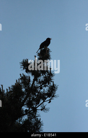 Amsel-Männchen im kompletten song Stockfoto