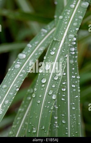 Wassertropfen auf Grashalm nach Regenschauer Stockfoto